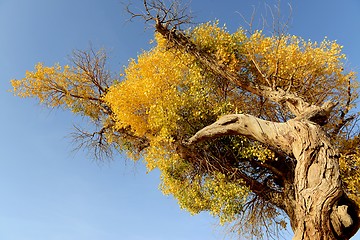 Image showing Golden trees in autumn