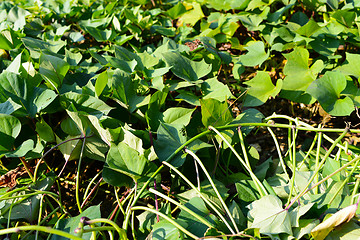 Image showing Green sweet potato leaves 