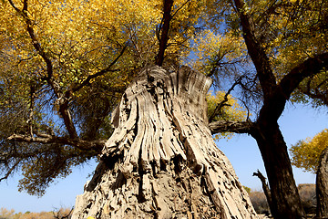 Image showing Golden trees in autumn