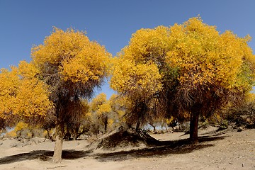 Image showing Golden trees in autumn