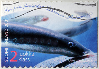 Image showing River Lamprey Stamp