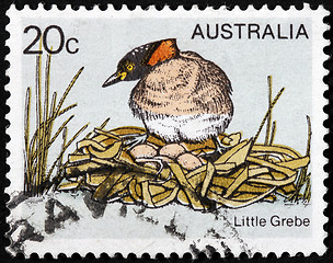 Image showing Little Grebe Stamp