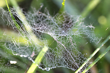 Image showing Drops of dew on  spider web in the grass