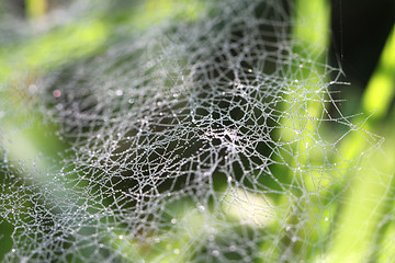 Image showing Drops rosyna wide web in the grass