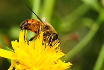 Image showing Bee on yellow flower.
