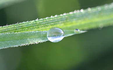 Image showing A drop of dew on a blade of grass