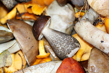 Image showing White boletus mushrooms and chanterelles