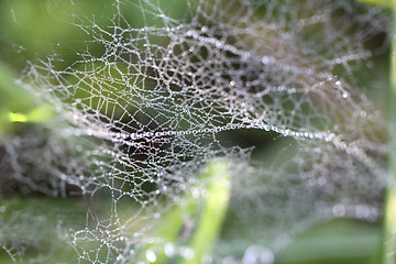 Image showing Drops of dew on  spider web in the grass