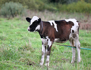 Image showing A young bull standing in a field