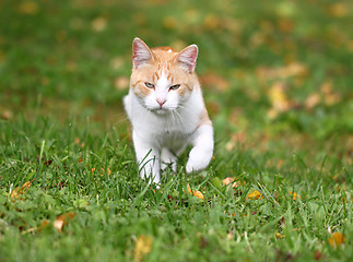 Image showing Portrait of a beautiful red cat