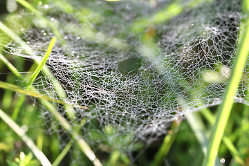 Image showing Drops rosy na wide web in the grass