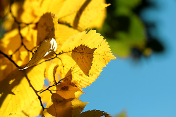 Image showing Yellow leaves against the blue sky
