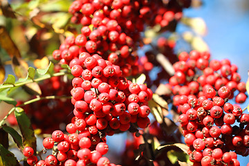 Image showing Red ash with green leaves against the sky