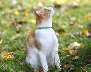 Image showing Portrait of a beautiful red cat