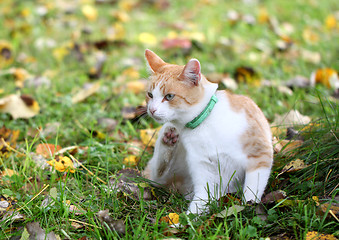 Image showing Cat paw scratched in the grass