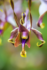 Image showing Orchid in bloom