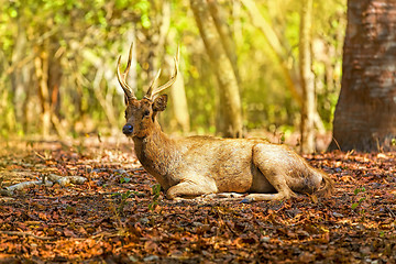 Image showing Komodo Deer