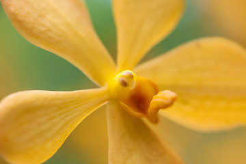 Image showing Orchid in bloom