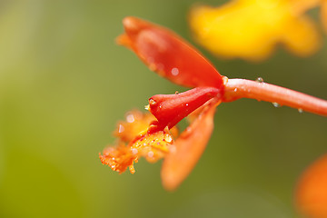 Image showing Orchid in bloom