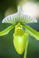 Image showing Orchid in bloom