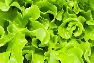 Image showing Lettuce