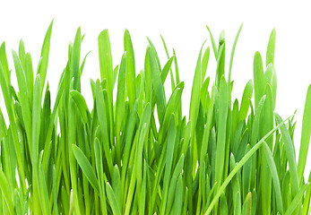 Image showing Green grass