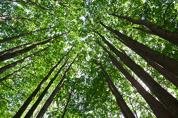 Image showing Green forest