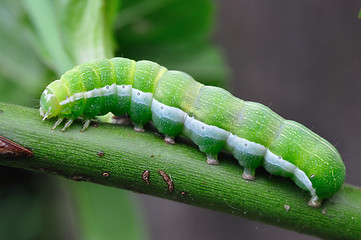 Image showing Green Caterpillar