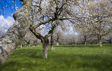 Image showing sakura garden