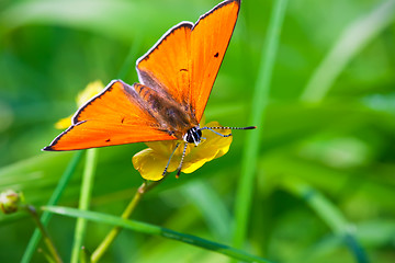 Image showing Butterfly