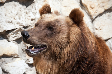 Image showing Bear