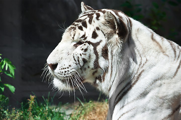 Image showing White Tiger