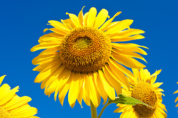 Image showing Sunflower