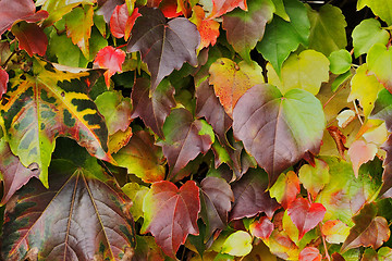 Image showing Autumn leaves background