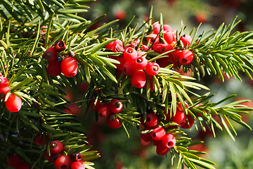Image showing Yew branch with berries