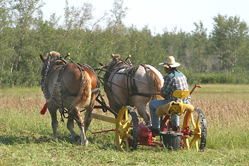 Image showing team of horses