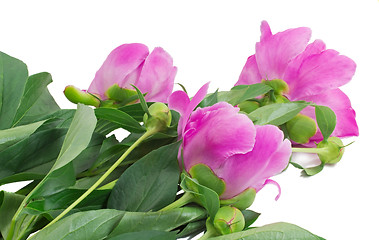 Image showing Flowers and flower buds of peonies at white background.