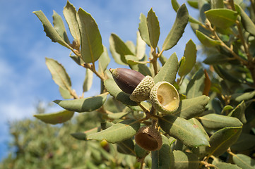 Image showing Acorn