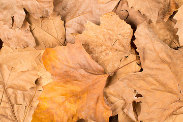 Image showing Autumn leaves