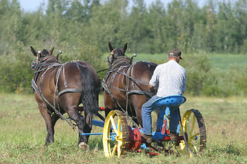 Image showing team of horses