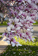 Image showing Spring Flowers