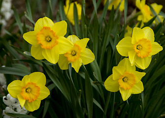 Image showing Daffodils