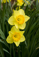 Image showing Daffodils