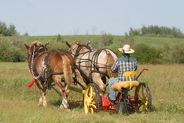 Image showing team of horses