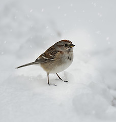 Image showing Sparrow In Snow