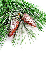 Image showing fir tree branch with pinecones