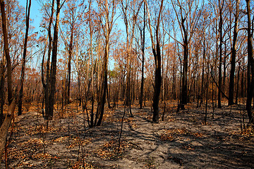 Image showing Blackened trees and bushland after bushfire