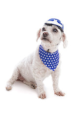 Image showing Dog wearing helmet and bandana