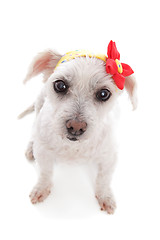 Image showing White dog wearing bandana with flower decoration