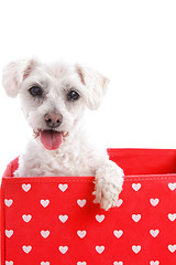 Image showing Cute puppy dog in a red love heart box